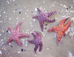 starfish stranded on the beach